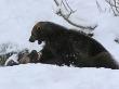 Two Bears Fighting In Snow by Jorgen Larsson Limited Edition Print