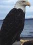 Bald Eagle Perch On A Branch by Jeff Foott Limited Edition Print