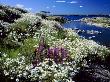Daisies By The Sea In An Archipelago, Sweden by Jorgen Larsson Limited Edition Print