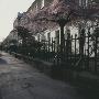 Regency Houses In The Spring, Kensington, London - Edwardes Square (1811-20) by Richard Turpin Limited Edition Print