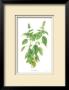 Basil by Pamela Stagg Limited Edition Print