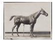 Photo D'une Sculpture En Cire De Degas:Cheval A L'arret (Rf2111) by Ambroise Vollard Limited Edition Print