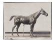 Photo D'une Sculpture En Cire De Degas:Cheval Ã€ L'arrãªt (Rf2111) by Ambroise Vollard Limited Edition Print