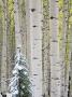 Snow Covered Aspens, Kebler Pass, Colorado, Usa by Terry Eggers Limited Edition Print