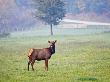 Elk In An Arkansas, Usa by Larry Ditto Limited Edition Print