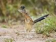 Greater Roadrunner, South Texas Brush Lands, Usa by Larry Ditto Limited Edition Pricing Art Print