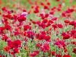 Shirley Poppies In Bloom, Willamette Valley, Oregon, Usa by Terry Eggers Limited Edition Print