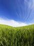 Rolling Hills Of Spring Wheat, Palouse Counrty, Washington, Usa by Terry Eggers Limited Edition Print