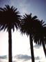 Palms At Sunset, Santa Barbara by Eloise Patrick Limited Edition Pricing Art Print