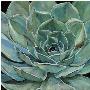 Agave Flower by Jill Barton Limited Edition Print