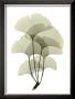 Ginko Ii by Acee Limited Edition Print