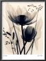 Lotus And Grasses by Judith Mcmillan Limited Edition Print