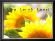 Live Laugh Love: Sunflower by Nicole Katano Limited Edition Print
