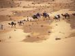 3 Men And 7 Loaded Camels Crossing A Sand Flat In The Sahara Desert by Stephen Sharnoff Limited Edition Print