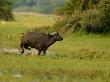 African Buffalo (Syncerus Caffer)Running Through Water by Beverly Joubert Limited Edition Print