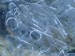 Close-Up Of A Frozen Stream With Ice Crystals And Frozen Bubbles by Stephen Sharnoff Limited Edition Print