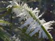 Close-Up Of A Grass Blade With Frost Crystals by Stephen Sharnoff Limited Edition Print