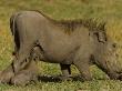 Warthog Nursing Her Two Piglets As She Eats by Beverly Joubert Limited Edition Print