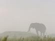 African Elephant (Loxodonta Africana) In Mist by Beverly Joubert Limited Edition Print
