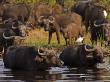 Egrets On The Backs Of Wading African Buffalo, Syncerus Caffer by Beverly Joubert Limited Edition Pricing Art Print