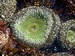 Green Sea Anenome In A Tidepool Along The California Coast by Stephen Sharnoff Limited Edition Print