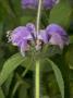 Flower Of Phlomis Herba-Venti, Or L'herbe Au Vent, Herb Of The Wind by Stephen Sharnoff Limited Edition Pricing Art Print