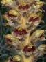 Orobanche, Or Broomrape, A Parasitic Plant Without Chlorophyl by Stephen Sharnoff Limited Edition Pricing Art Print