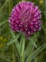 Trifolium Alpestre, Or Mountain Zigzag Clover, In A Subalpine Meadow by Stephen Sharnoff Limited Edition Pricing Art Print