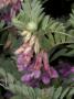 Flowers Of Vetch, Genus Vicia, In The Pea Family by Stephen Sharnoff Limited Edition Print
