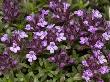 Tiny Pink Flowers Of Thymus Serpyllum, Thym Sauvage, Or Wild Thyme by Stephen Sharnoff Limited Edition Pricing Art Print