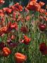 Close View Of Red Poppies In Sunlight In A Field In Provence by Stephen Sharnoff Limited Edition Pricing Art Print