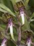 Close-Up Of Himantoglossum Hircinum, The Lizard Orchid, L'orchis Bouc by Stephen Sharnoff Limited Edition Pricing Art Print