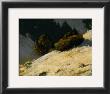 Utah Hills by Marc Bohne Limited Edition Print