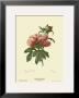 Chinese Peony by Pierre-Joseph Redoute Limited Edition Pricing Art Print