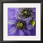 Deux Clematites by Catherine Beyler Limited Edition Print