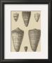 Shells On Khaki Vii by Denis Diderot Limited Edition Pricing Art Print