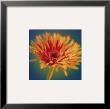 Chrysanthemum On Turquoise by Jane Ann Butler Limited Edition Pricing Art Print