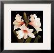 Contemporary Lily Ii by Gloria Eriksen Limited Edition Pricing Art Print