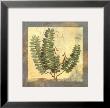 Leaf Botanicals Ii by Pamela Gladding Limited Edition Print