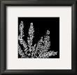 Black And White Ferns Ii by Patti Socci Limited Edition Print