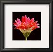 Pink Gerbera Iii by Steven Mitchell Limited Edition Print