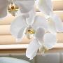 White Orchids Ii by Nicole Katano Limited Edition Print