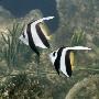 Longfin Bannerfish Wimplefish Pennant Coralfish Captive, From Indo-Pacific by Jane Burton Limited Edition Pricing Art Print