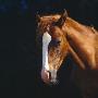 Chestnut Horse With White Blaze, Head Portrait by Jane Burton Limited Edition Print