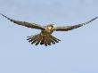 Female Red Footed Falcon (Western), Hovering In Flight, Etosha National Park, Namibia by Tony Heald Limited Edition Print