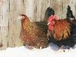 Red Dorking Domestic Chicken Cock And Hen, In Snow, Iowa, Usa by Lynn M. Stone Limited Edition Print