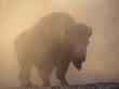 Bison, Bull Silhouetted In Dawn Mist, Yellowstone National Park, Usa by Pete Cairns Limited Edition Print