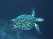 Hawksbill Turtle Swimming, Indo Pacific by Jurgen Freund Limited Edition Print