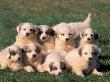 Domestic Dogs, Group Of Eight Pyrenean Mountain Dog Puppies by Adriano Bacchella Limited Edition Print