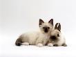 Seal-Point Birman Kitten With Baby Seal-Point Netherland Dwarf Rabbit, Colour Coordinated by Jane Burton Limited Edition Pricing Art Print